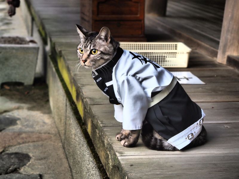 mèo cosplay demon slayer